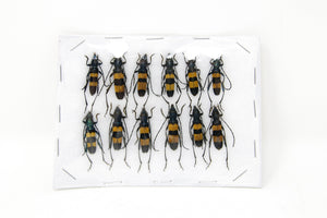 Insect Specimen Collection, Thailand 2021 (Various Coleoptera) SET#AI02