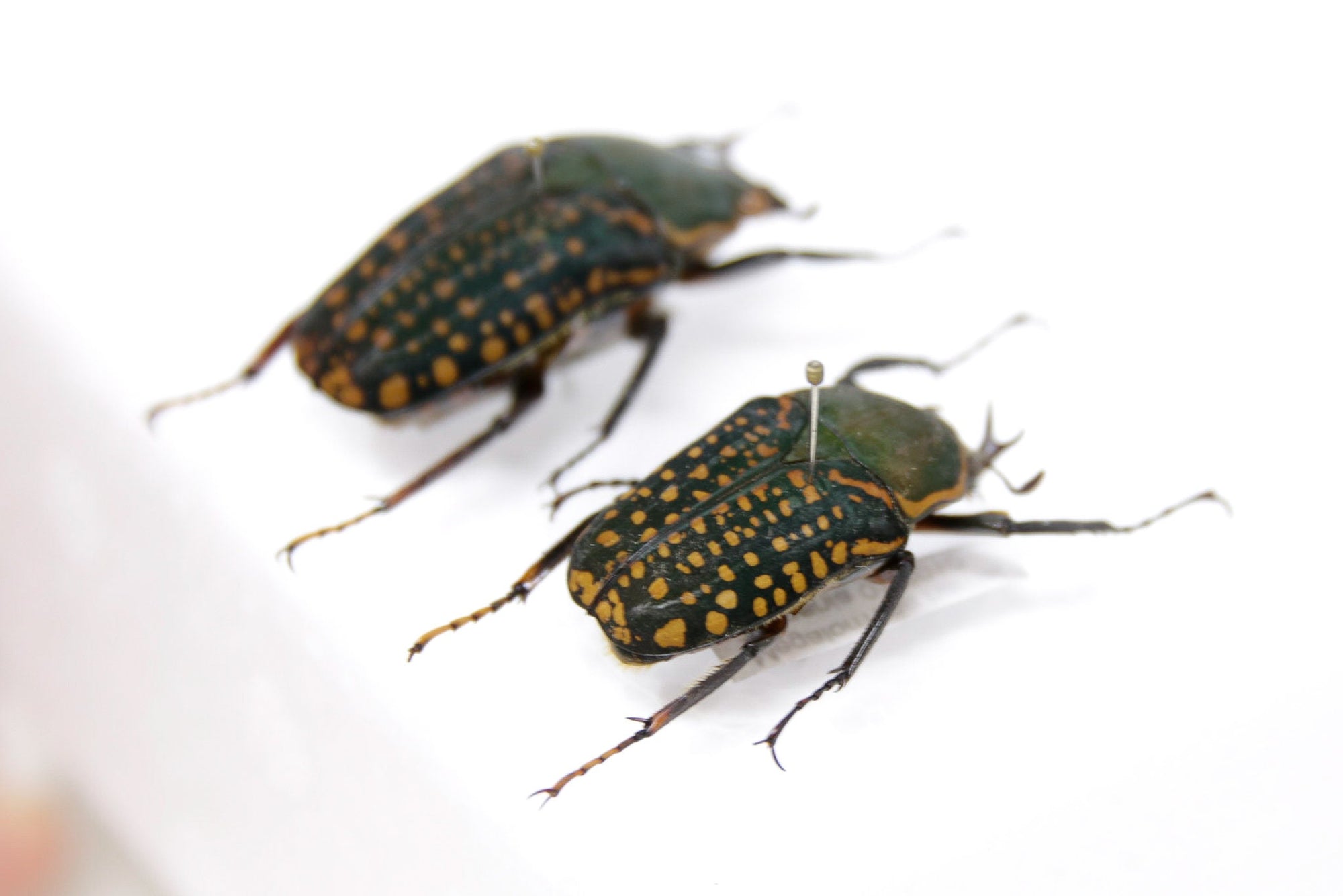 Megalorrhina harrisi PAIR, Tanzanian, Real Beetle Pinned Set Specimen, Entomology Taxidermy #OC53