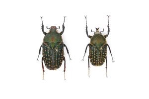Megalorrhina harrisi PAIR, Tanzanian, Real Beetle Pinned Set Specimen, Entomology Taxidermy #OC53