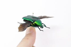 Rhomborrhina gigantea 35.2mm, A1 Real Beetle Pinned Set Specimen, Entomology Taxidermy #OC54