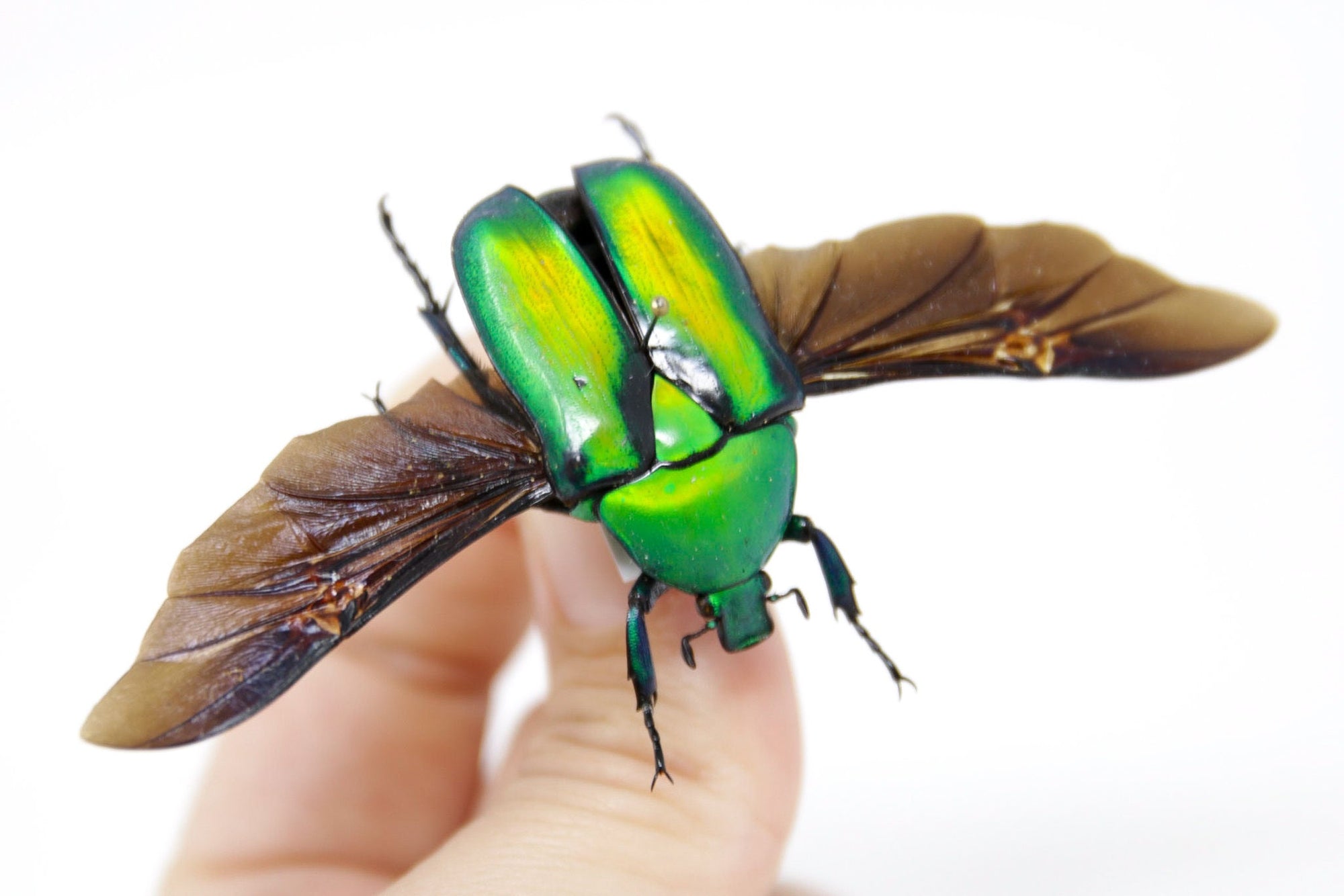Rhomborrhina gigantea 35.2mm, A1 Real Beetle Pinned Set Specimen, Entomology Taxidermy #OC54