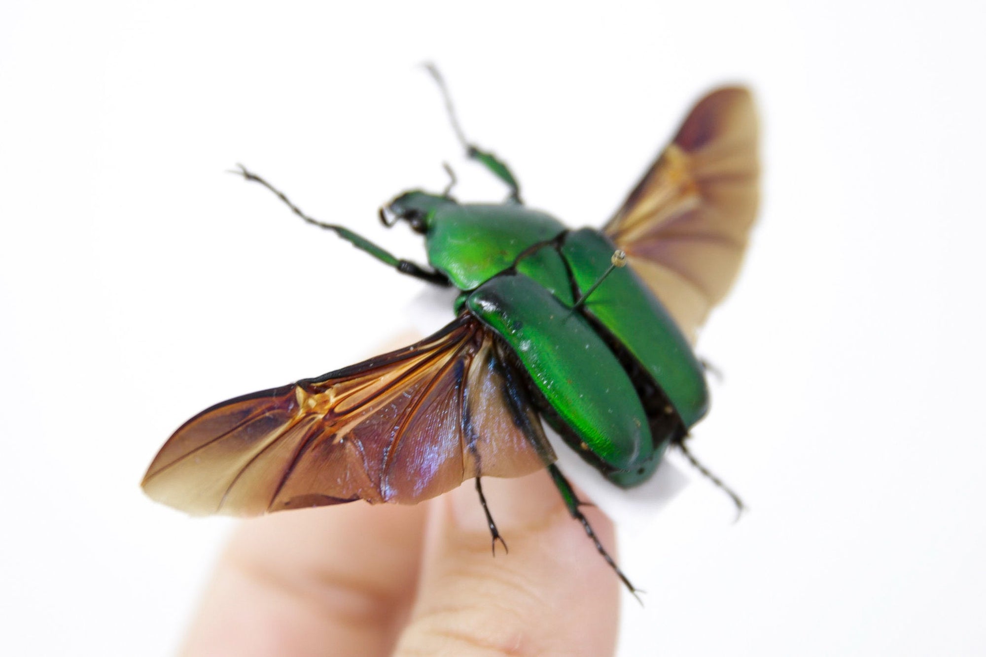 Torynorrhina flammea 34mm, A1 Real Beetle Pinned Set Specimen, Entomology Taxidermy #OC56