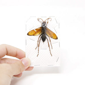 Giant Parasitic Wasp, Real Preserved Specimen, Entomology Taxidermy, Insect Art Supplies (SKU#HY01)
