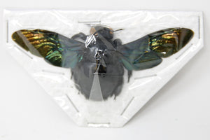 Giant Bee from Thailand, Real Preserved Specimen, Entomology Taxidermy, Insect Art Supplies (SKU#HY01)