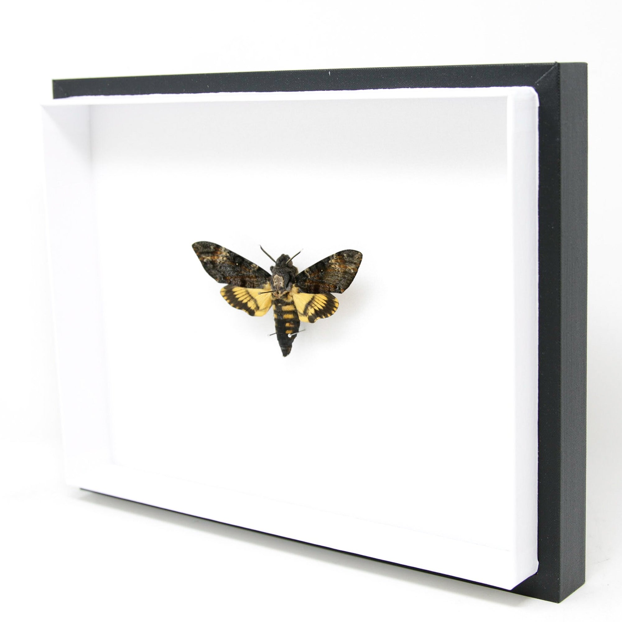 Framed Deaths Head Hawk Moth Real Spread Specimen A1 | Acherontia atropos, Museum Entomology Box Frame | 12x9x2 inch (#DH02)