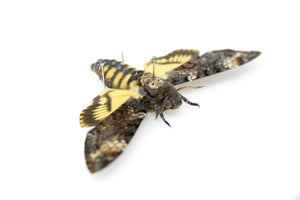 A Framed Deaths Head Hawk Moth Real Spread Specimen A1 | Acherontia atropos, Museum Entomology Box Frame | 12x9x2 inch (#DH01)
