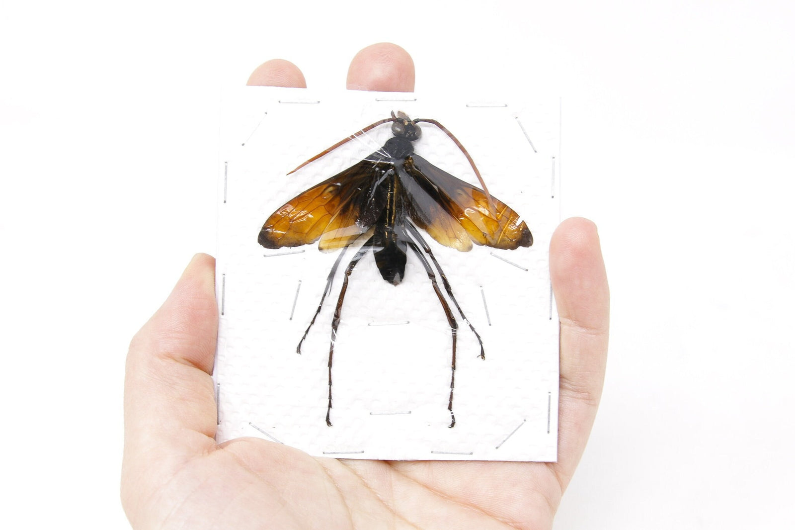 Giant Parasitic Wasp, Real Preserved Specimen, Entomology Taxidermy, Insect Art Supplies (SKU#HY03)
