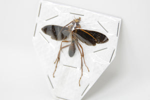 Giant Parasitic Wasp, Real Preserved Specimen, Entomology Taxidermy, Insect Art Supplies (SKU#HY05)