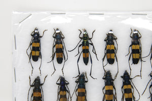 Insect Specimen Collection, Thailand 2021 (Various Coleoptera) SET#AI03