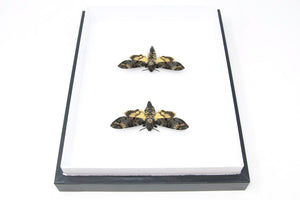 Framed Pair of Deaths Head Hawk Moths, Real Spread Specimens A1 | Acherontia atropos, Museum Entomology Box Frame | 12x9x2 inch (#DH09)