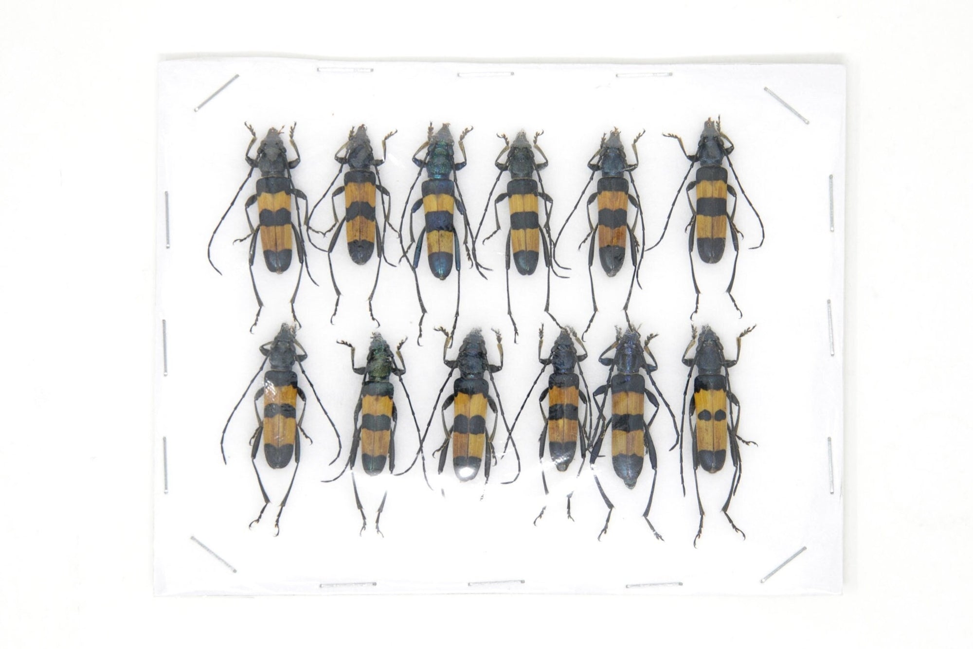 Insect Specimen Collection, Thailand 2021 (Various Coleoptera) SET#AI04