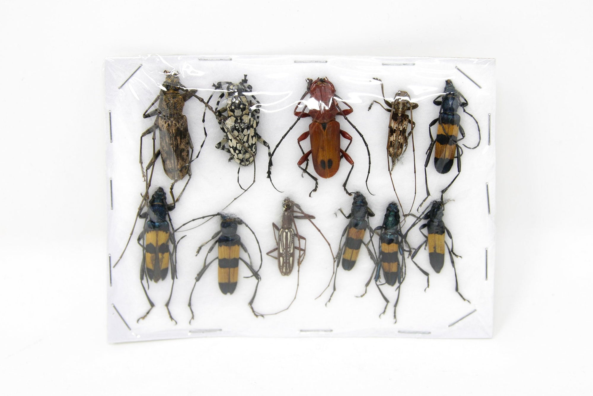 Insect Specimen Collection, Thailand 2021 (Various Coleoptera) SET#AI06