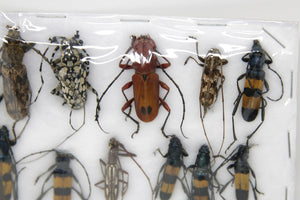 Insect Specimen Collection, Thailand 2021 (Various Coleoptera) SET#AI06