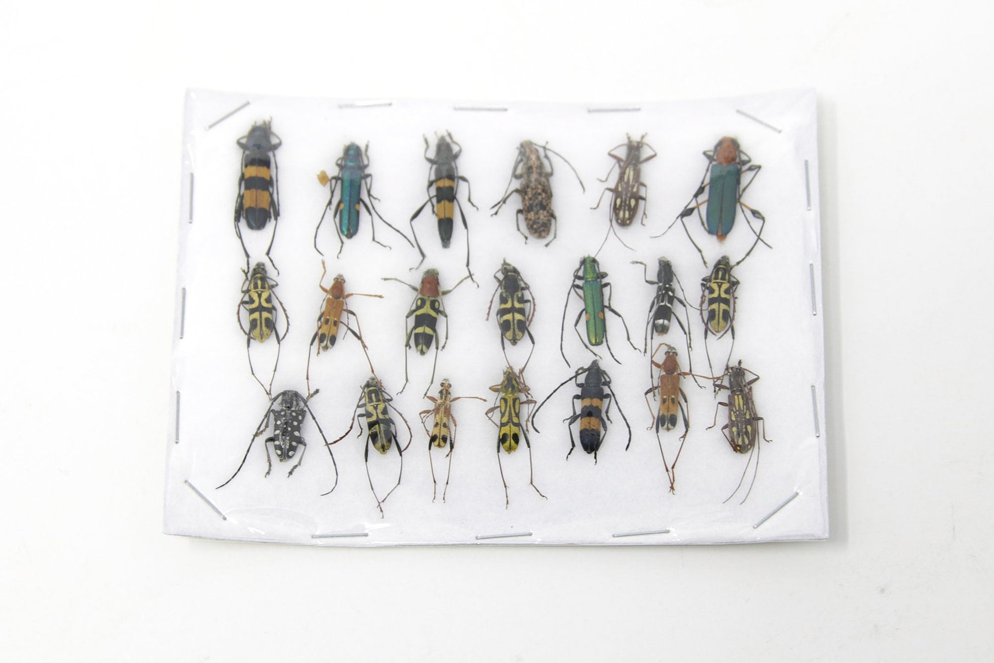Insect Specimen Collection, Thailand 2021 (Various Coleoptera) SET#AI08