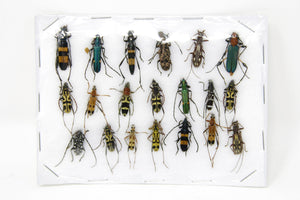 Insect Specimen Collection, Thailand 2021 (Various Coleoptera) SET#AI08