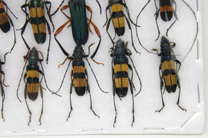 Insect Specimen Collection, Thailand 2021 (Various Coleoptera) SET#AI10