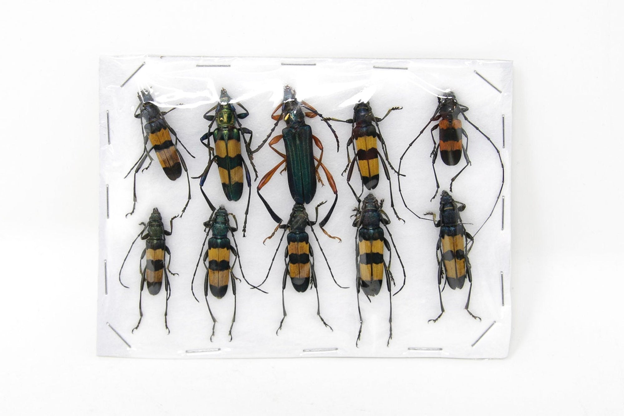 Insect Specimen Collection, Thailand 2021 (Various Coleoptera) SET#AI10