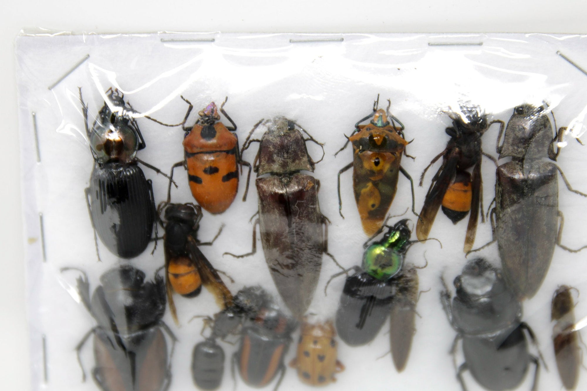 Insect Specimen Collection, Thailand 2021 (Various Coleoptera) SET#AI11