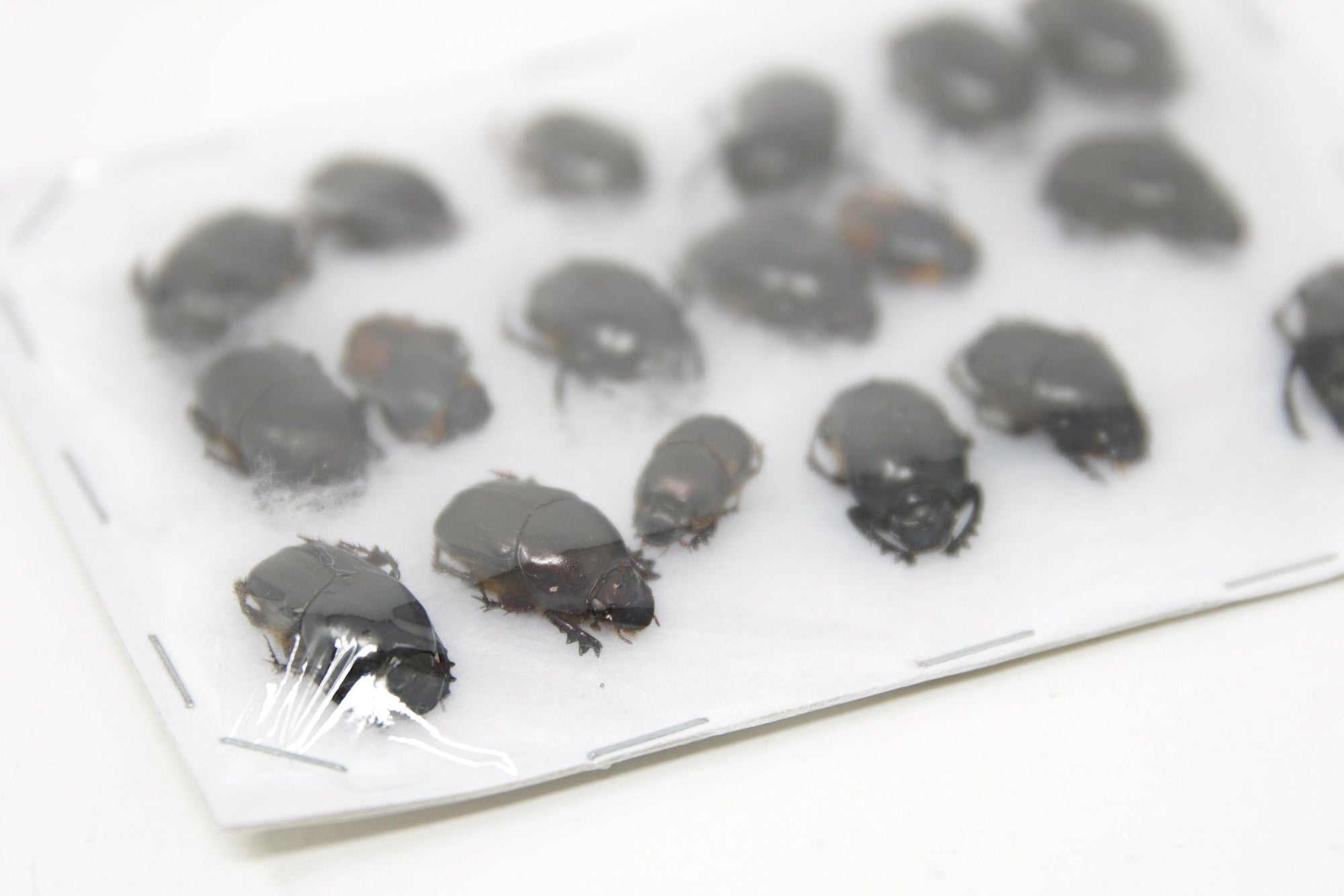 Insect Specimen Collection, Thailand 2021 (Various Coleoptera) SET#AI12