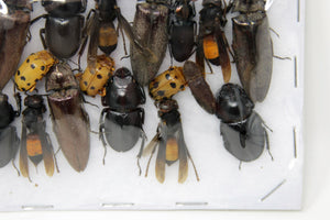 Insect Specimen Collection, Thailand 2021 (Various Coleoptera) SET#AI13