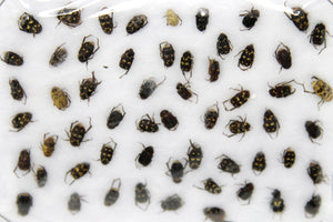 Insect Specimen Collection, Thailand 2021 (Various Coleoptera) SET#AI14