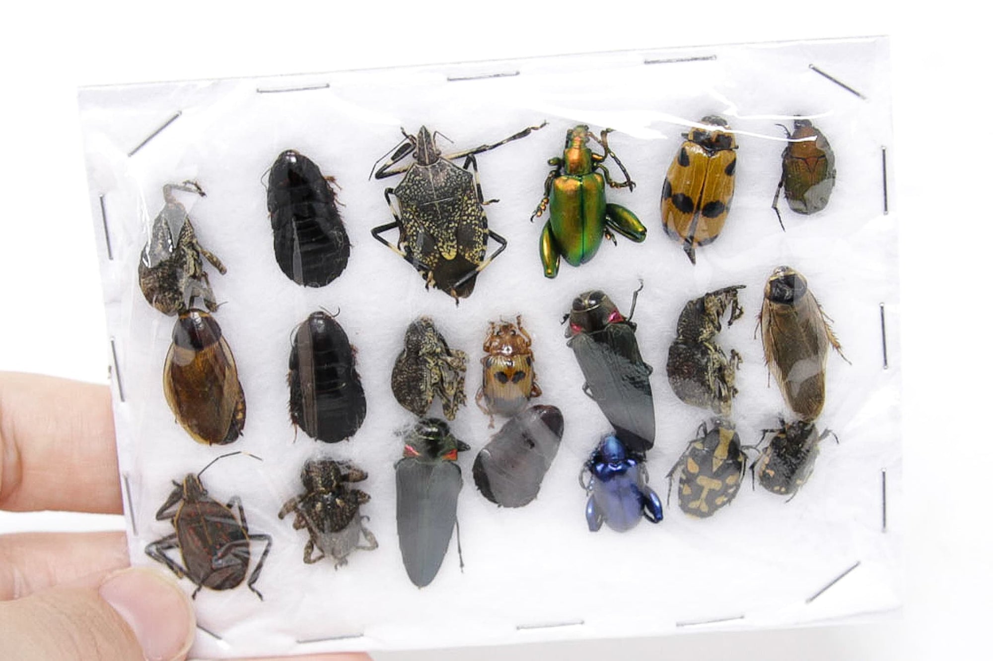 Insect Specimen Collection, Thailand 2021 (Various Coleoptera) SET#AI15