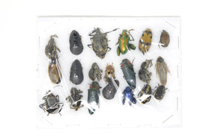 Insect Specimen Collection, Thailand 2021 (Various Coleoptera) SET#AI15