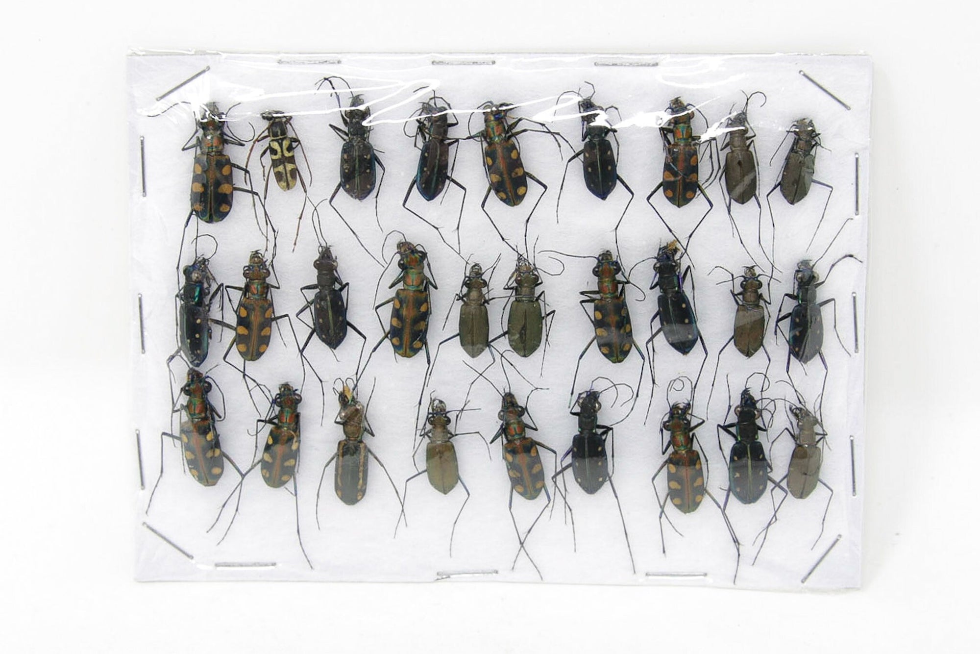 Insect Specimen Collection, Thailand 2021 (Various Coleoptera) SET#AI19