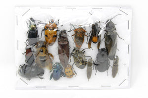 Insect Specimen Collection, Thailand 2021 (Various Coleoptera) SET#AI20