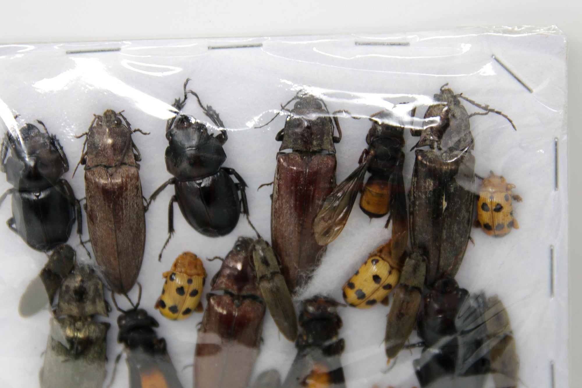 Insect Specimen Collection, Thailand 2021 (Various Coleoptera) SET#AI23