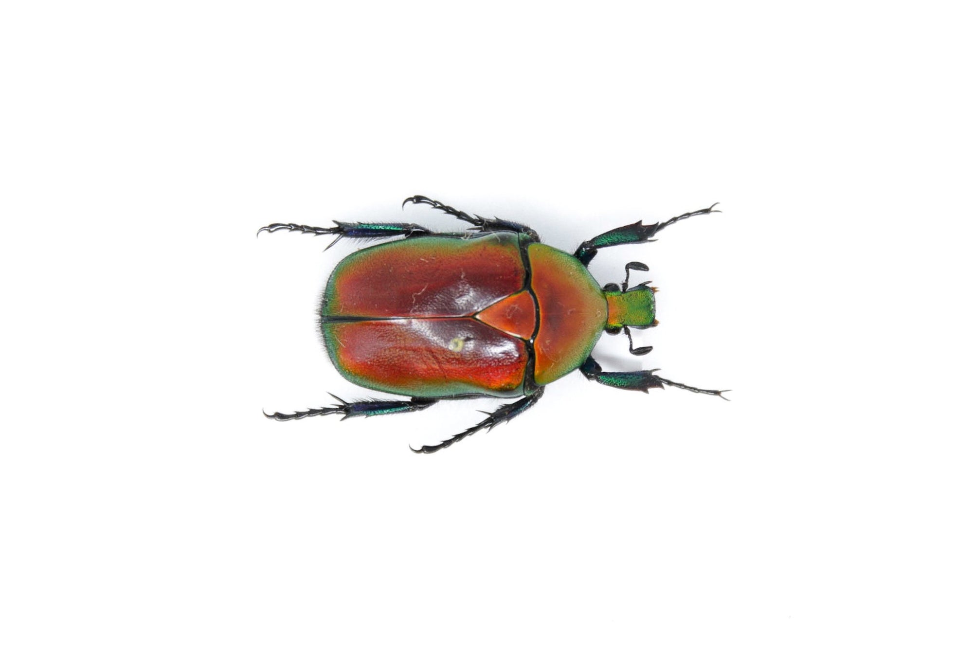 Torynorrhina flammea 32.6mm, Thailand, A1 Real Beetle Pinned Set Specimen, Entomology Taxidermy #OC47