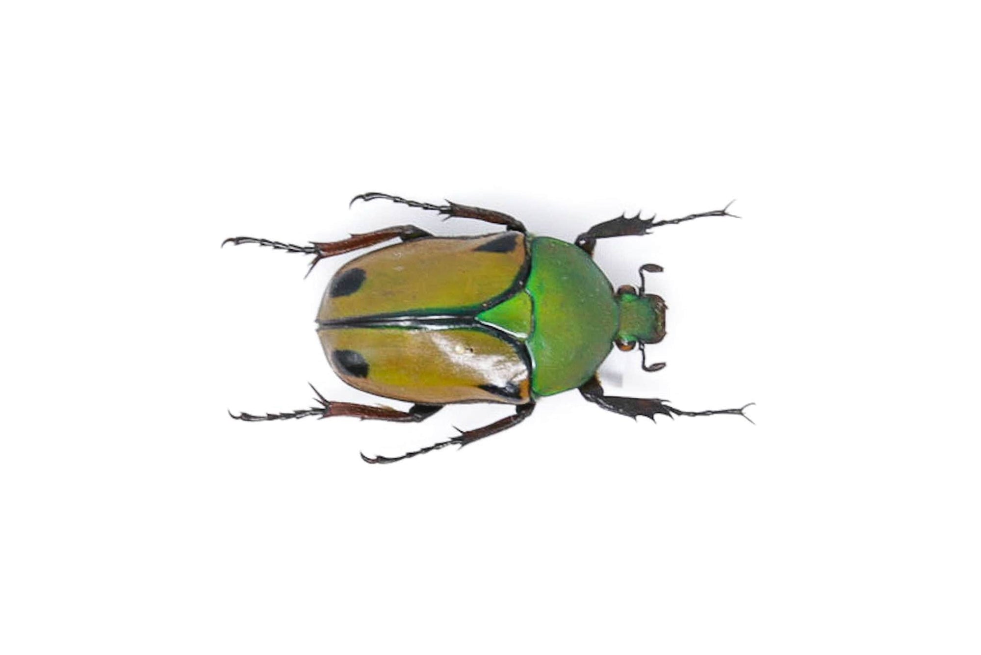 Eudicella euthalia 34.2mm, A1 Real Beetle Pinned Set Specimen, Entomology Taxidermy #OC49