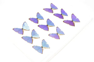 SECONDS (A-/A2) A Collection of Blue Morpho Butterflies, Pinned Spread Entomology Taxidermy Specimens