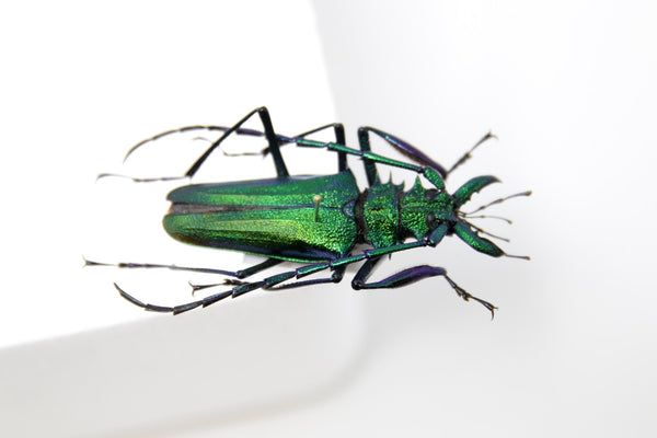 標本 Peru Psalidognathus s.p 62mm Psalidognathus for collectors | rare Psalidognathus beetles