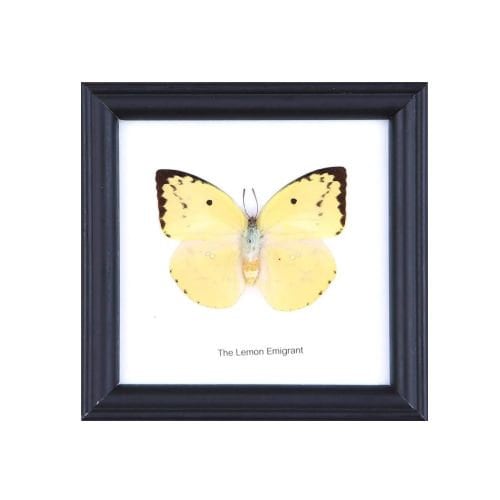 12 FRAMES (FOR RESELLERS) The Lemon Emigrant Butterfly (Catopsilia pomona) | Real Butterfly Mounted Under Glass Framed 5 x 5 In. Gift Boxed