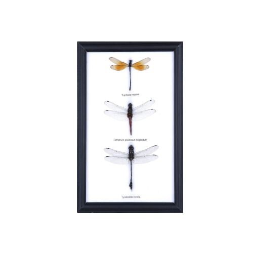 THREE DAMSELFLY SPECIMENS MOUNTED WALL HANGING FRAME 9 X 6 INCH