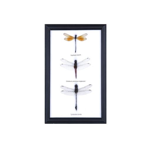 Three (3) Dragonfly Entomology Insect Taxidermy Display Frame, 9 x 6 in. Gift Boxed