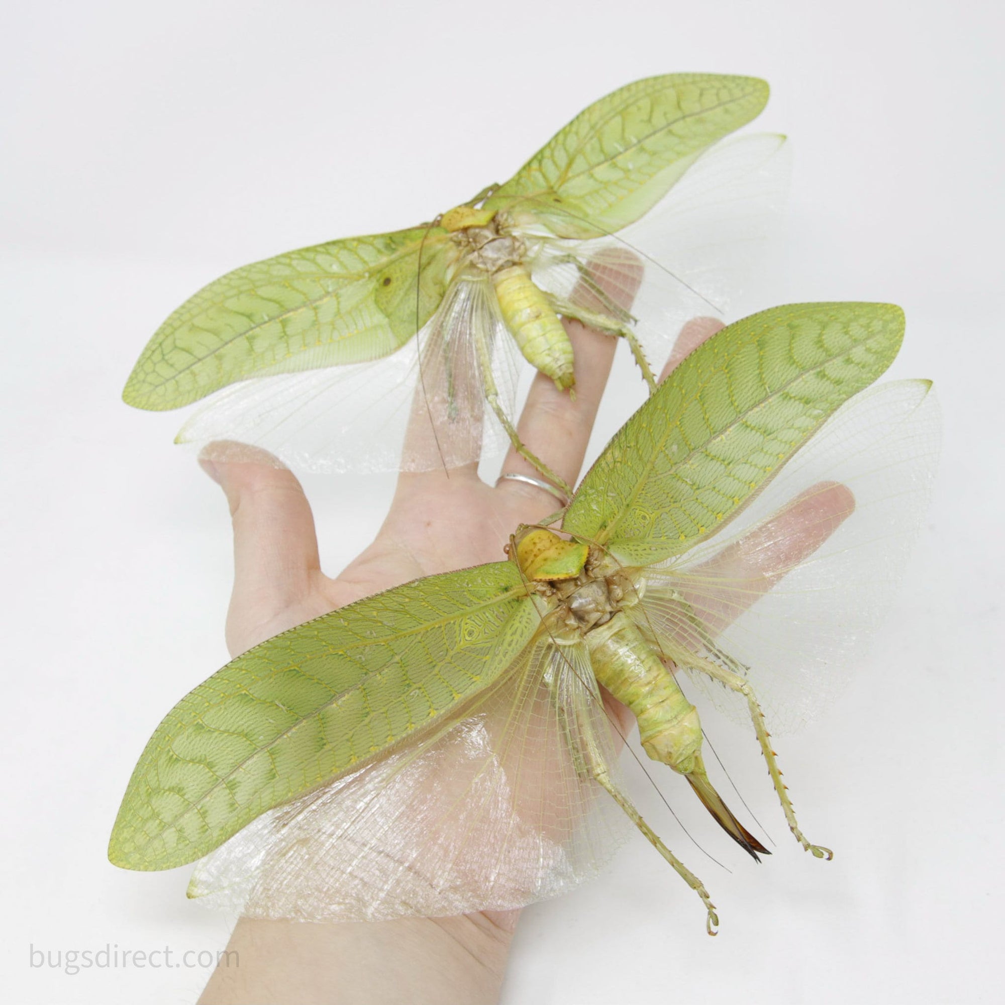 Pair of Hercules Leaf Mimic Katydids 8" Wingspan (Pseudophyllus hercules) Spread Specimens A1 Quality Real Insect Entomology