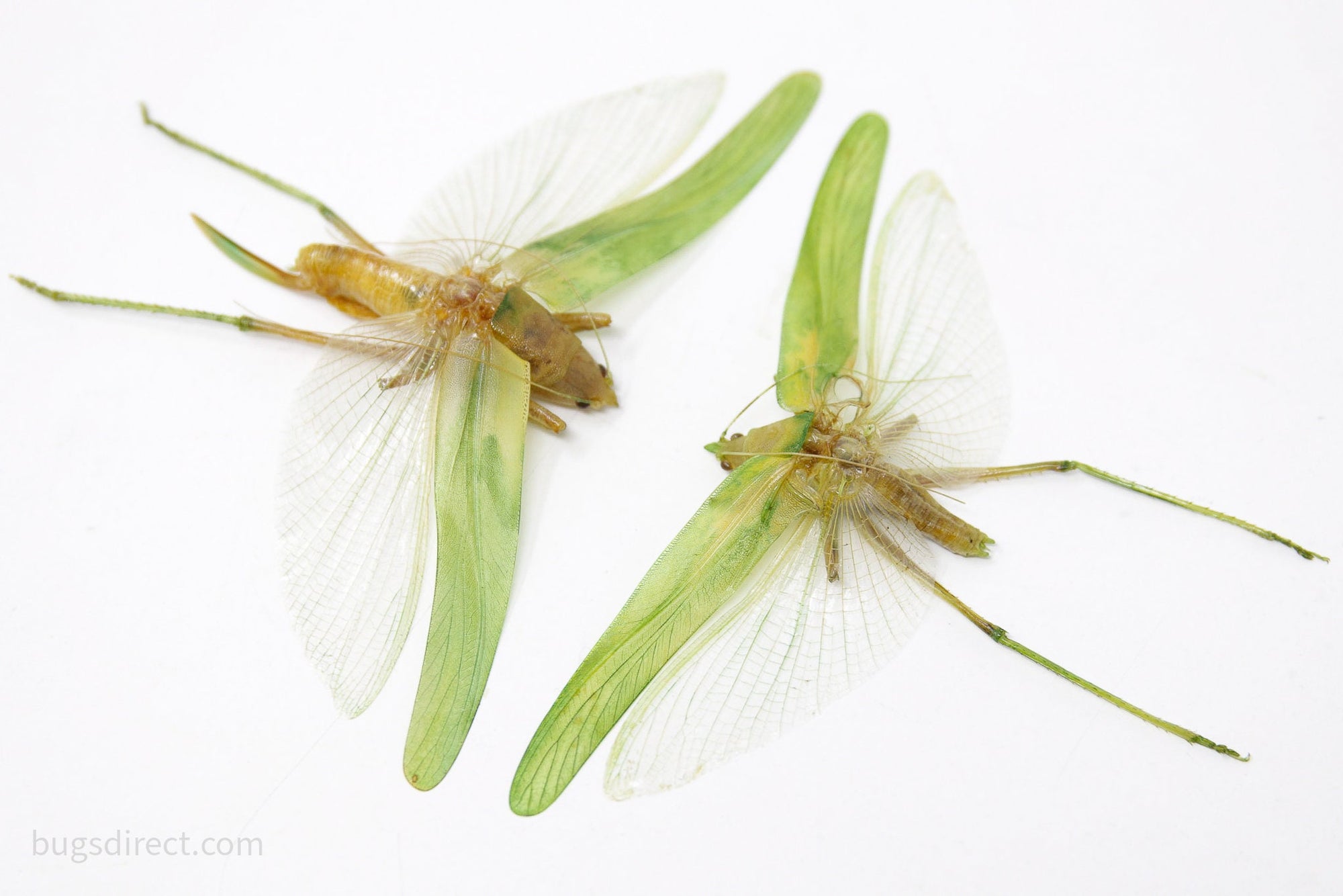 Pair of Green Leaf Katydids 4" Wingspan Spread Specimens A1 Quality Real Insect Entomology