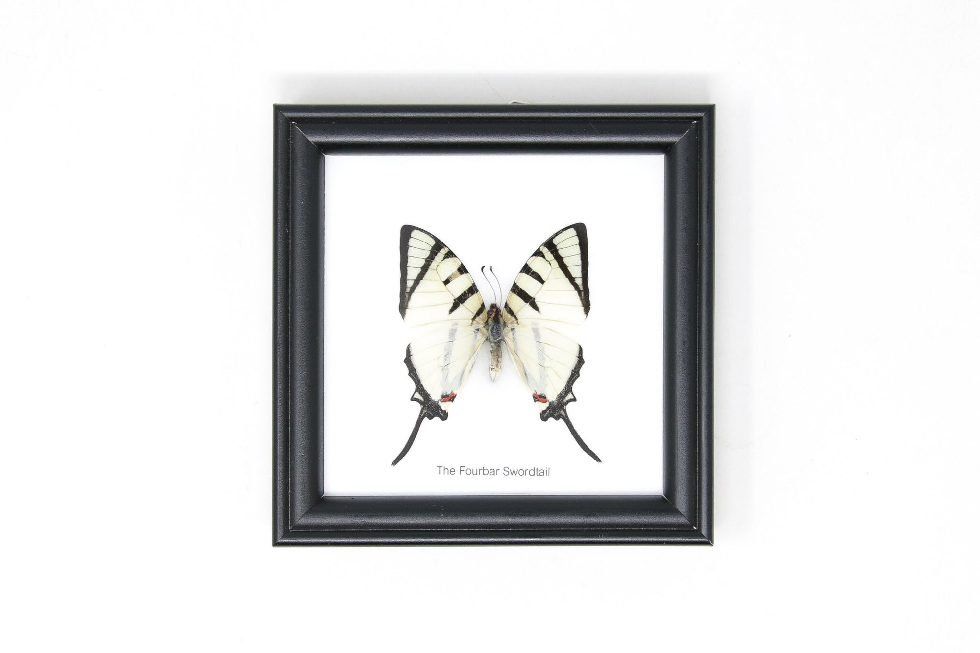 The Fourbar Swordtail Butterfly (Graphium sp.) | Real Butterfly Mounted Under Glass, Wall Hanging Home Décor Framed 5 x 5 In. Gift Boxed