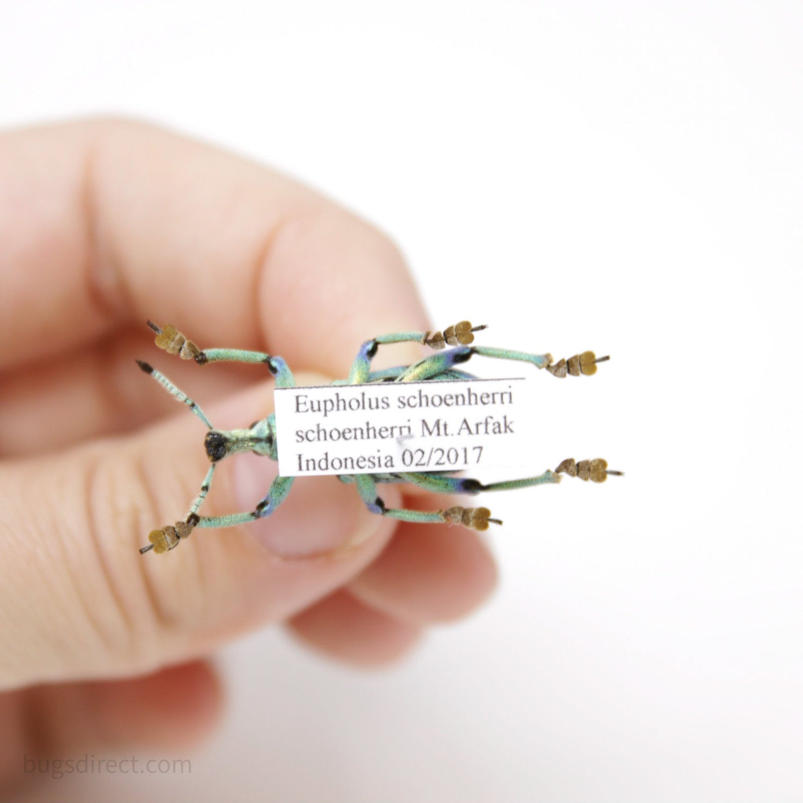 Eupholus schoenherri 26.4mm, A1 Real Beetle Pinned Set Specimen, Entomology Taxidermy #OC111