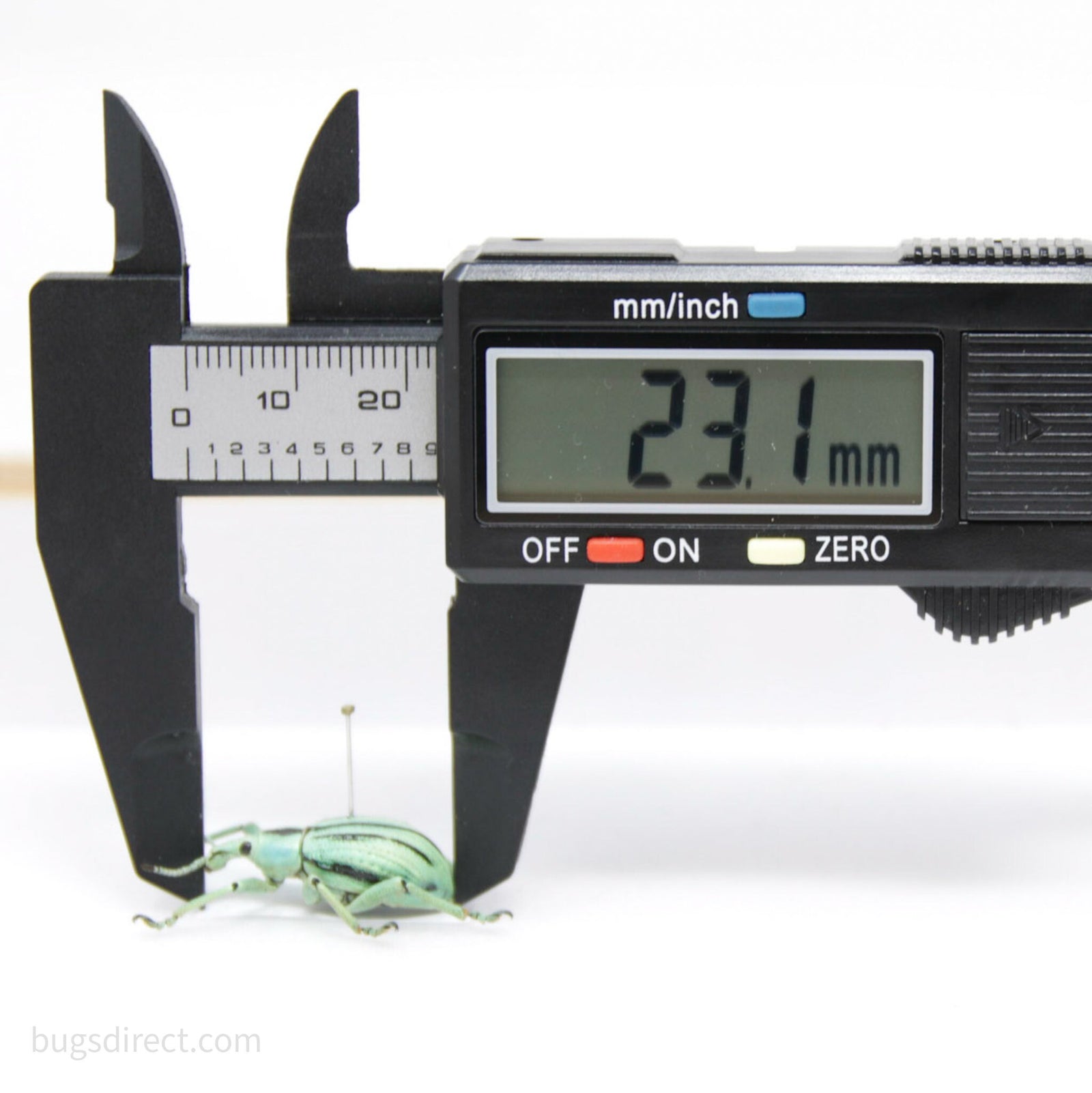 Eupholus culvieri 23.1mm, A1 Real Beetle Pinned Set Specimen, Entomology Taxidermy #OC110