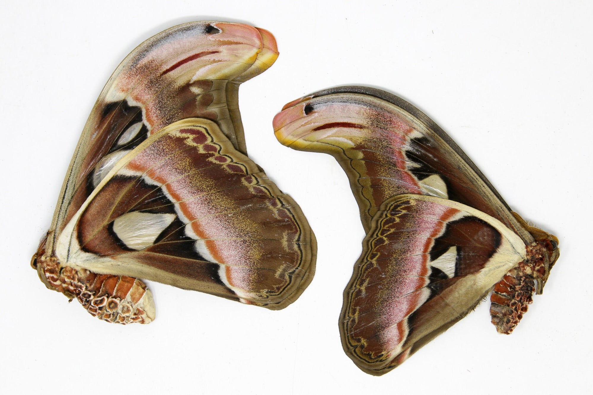 TWO (2) Giant Atlas Moths, Attacus atlas, Real Unmounted Specimens A1 Entomology