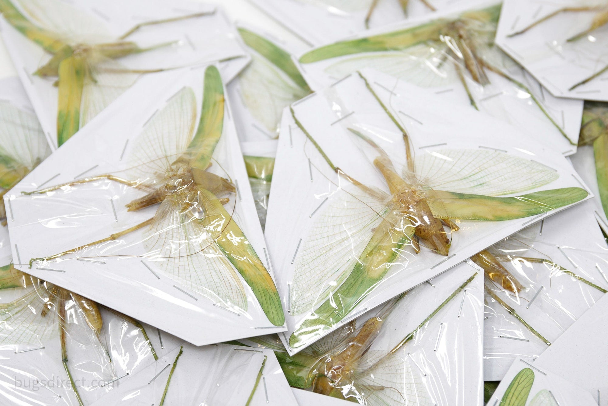 Pair of Green Leaf Katydids 4 Inch Wingspan (Orthoptera) Spread Specimens A1 Quality Real Insect Entomology