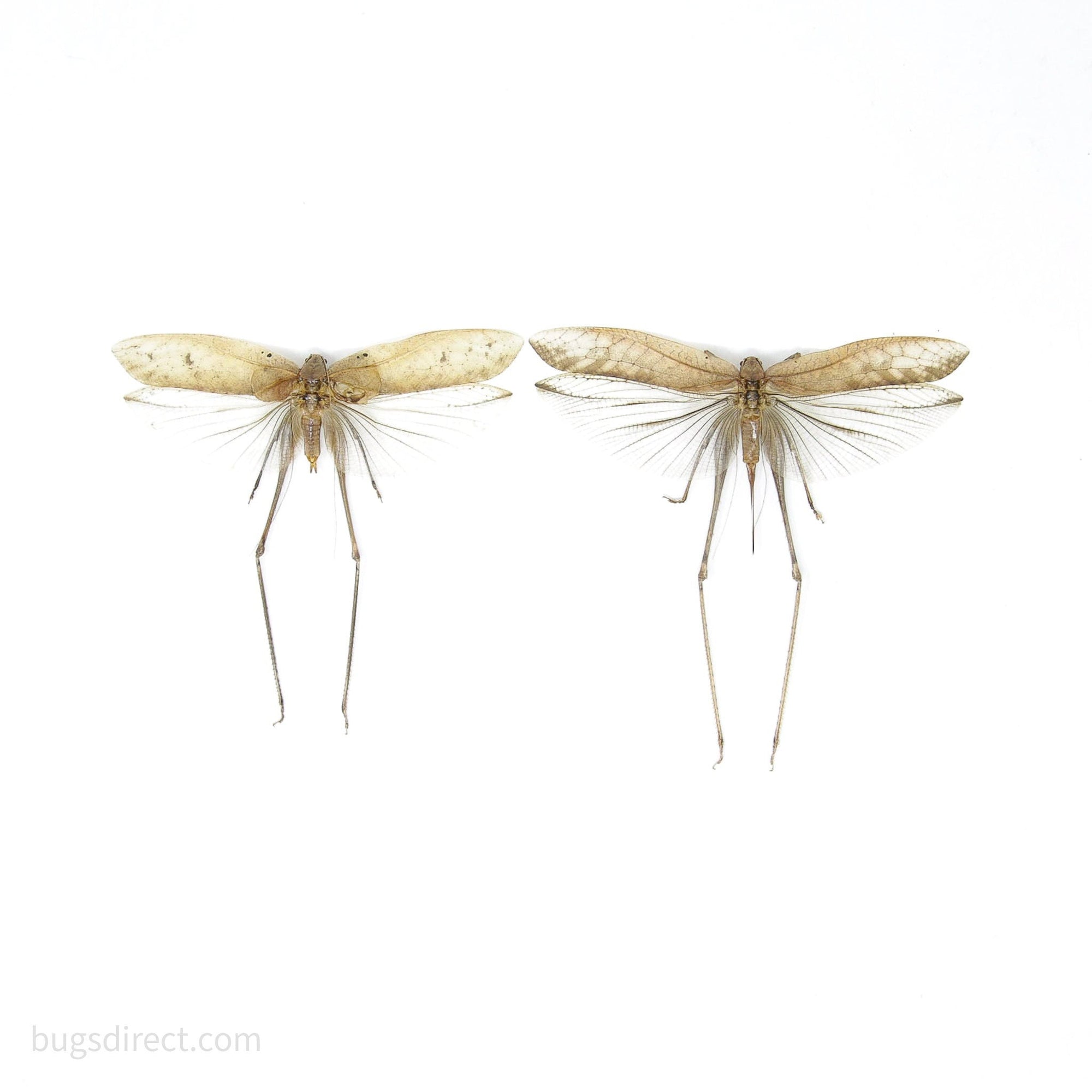 Pair of Thai Bush Katydids 5" Wingspan, Grasshopper, Cricket, Spread Specimens A1 Quality Real Insect Entomology