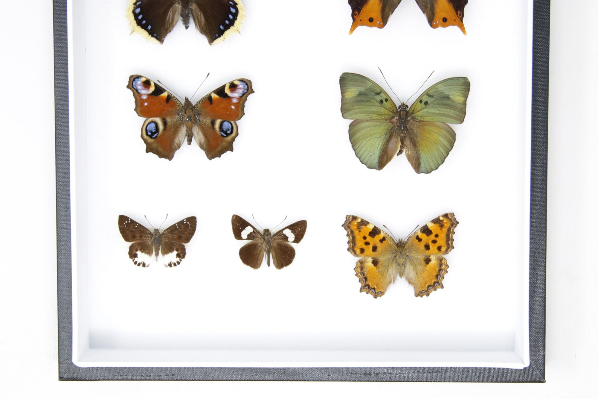 Vintage Butterfly Collection in Excellent Condition, Pinned Lepidoptera Specimens with Labels, A1 condition, 12x9x2 inch