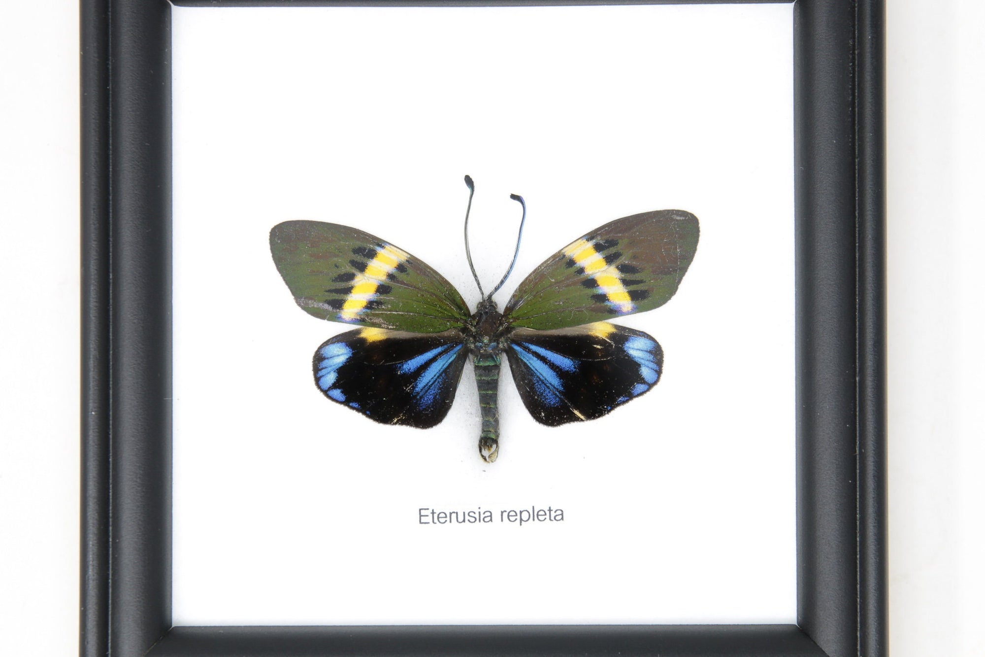 The Blue Day Flying Moth (Eterusia repleta) | Real Butterfly Mounted Under Glass, Wall Hanging Home Décor Framed 5 x 5 In. Gift Boxed