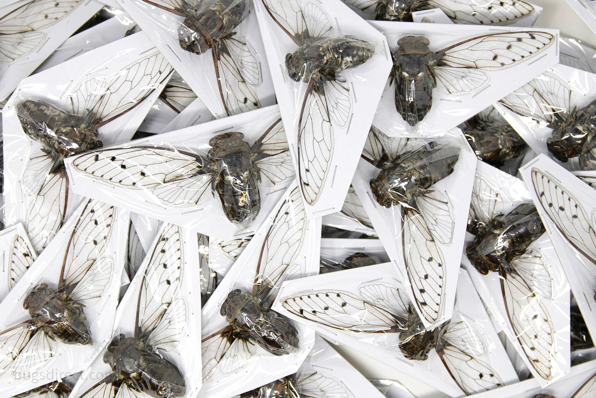 TWO (2) Clear-Wing Cicadas | Macrotristia chantranei | A1 Entomology Taxidermy Spread Specimens