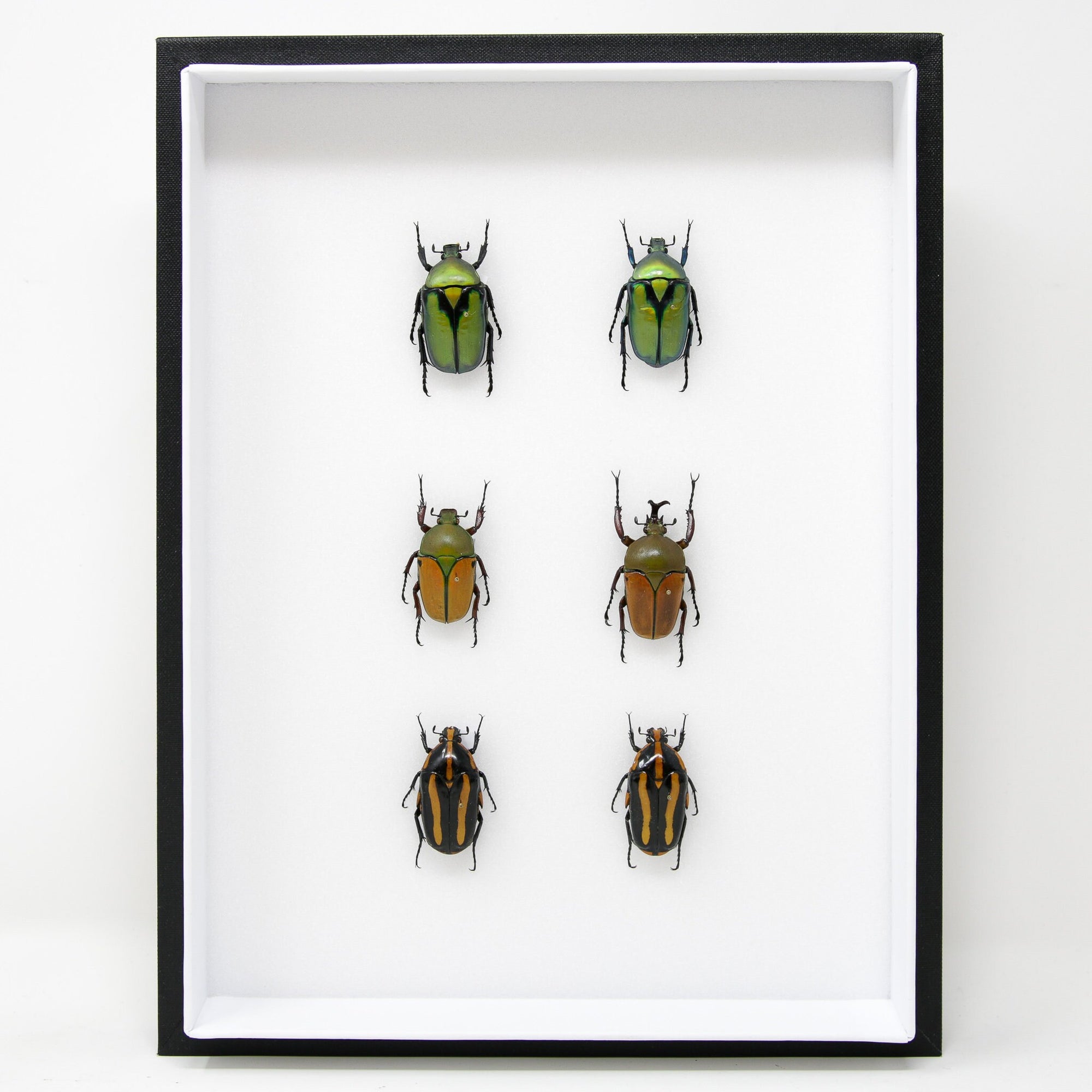 Real Dry-Preserved Insect Specimens with Collection Data | Museum Entomology Box Frame | 12x9x2 inch