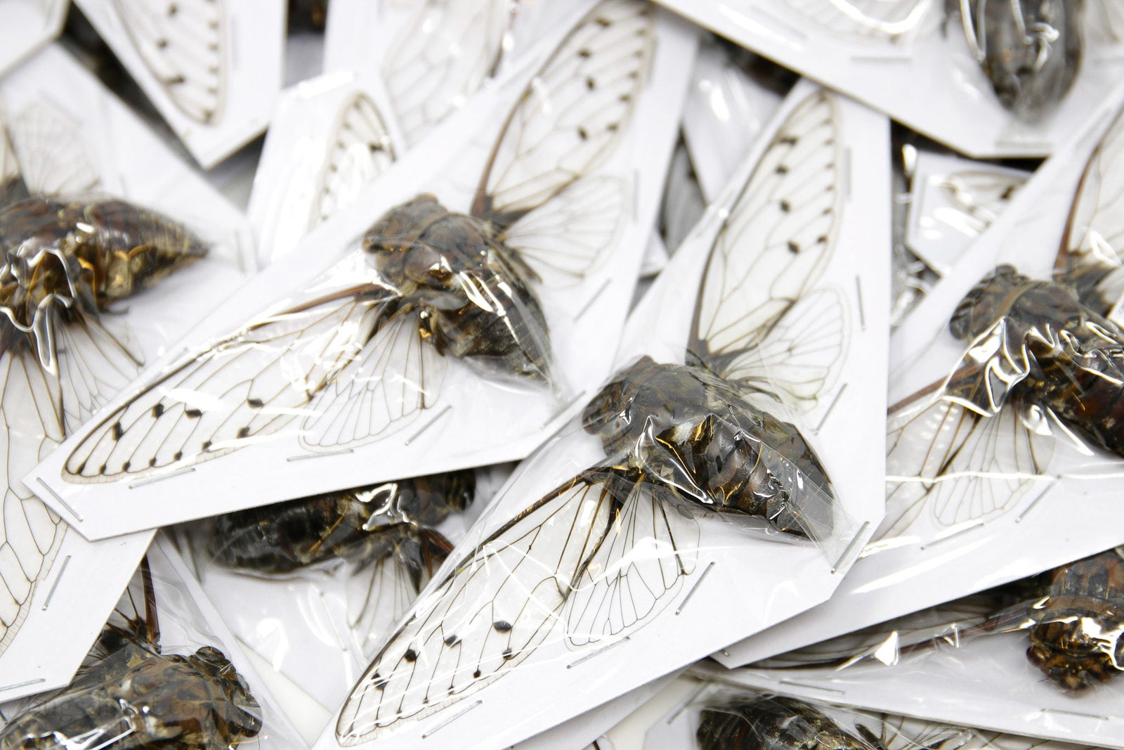 Wholesale Clear-Wing Cicadas | 25 Spread Specimens | Assorted Thai Species